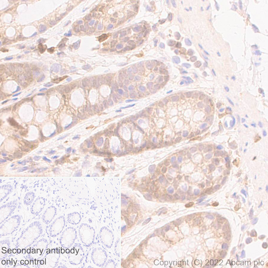 Immunohistochemistry (Formalin/PFA-fixed paraffin-embedded sections) - Anti-TMS1/ASC antibody [EPR28201-61] - BSA and Azide free (AB307561), expandable thumbnail