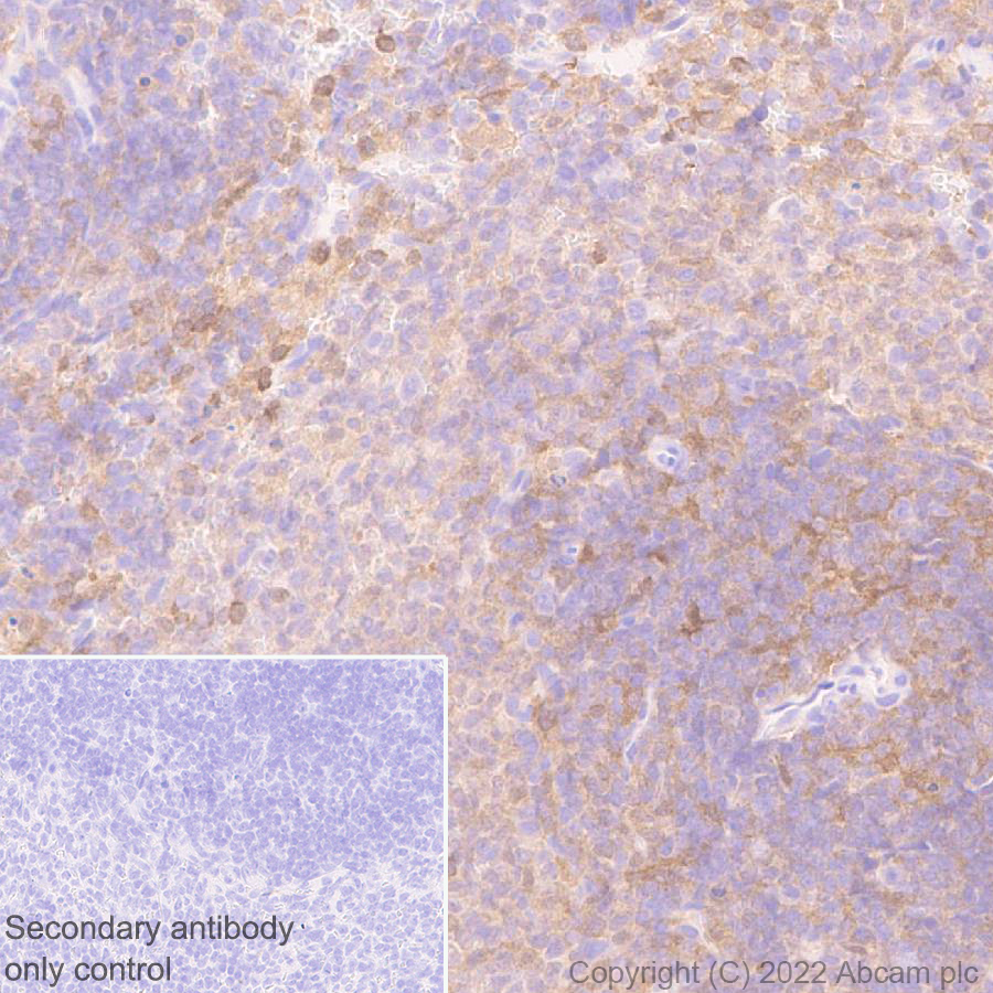 Immunohistochemistry (Formalin/PFA-fixed paraffin-embedded sections) - Anti-TMS1/ASC antibody [EPR28201-61] - BSA and Azide free (AB307561), expandable thumbnail