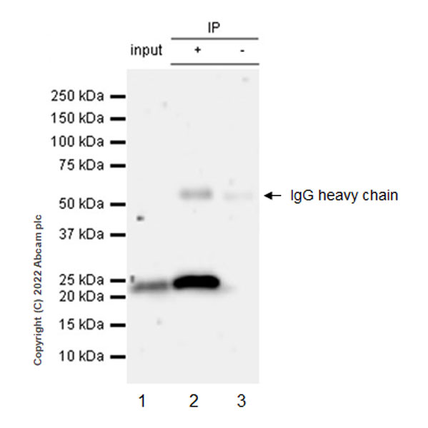 Immunoprecipitation - Anti-TMS1/ASC antibody [EPR28201-61] - BSA and Azide free (AB307561), expandable thumbnail