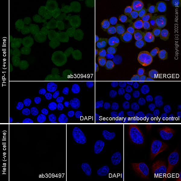 Immunocytochemistry/ Immunofluorescence - Anti-TMS1/ASC antibody [RM1049] - BSA and Azide free (ab309498), expandable thumbnail