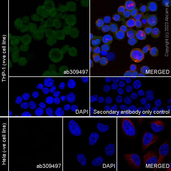 Immunocytochemistry/ Immunofluorescence - Anti-TMS1/ASC antibody [RM1049] - BSA and Azide free (AB309498)