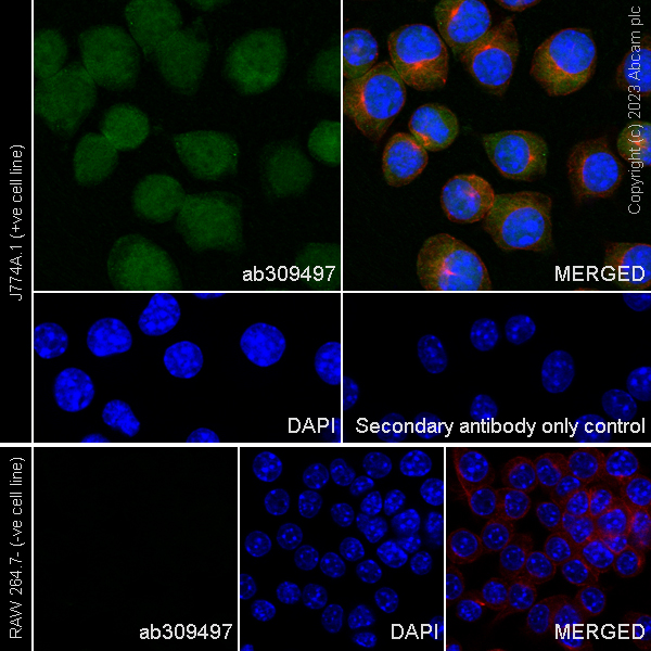 Immunocytochemistry/ Immunofluorescence - Anti-TMS1/ASC antibody [RM1049] - BSA and Azide free (ab309498), expandable thumbnail