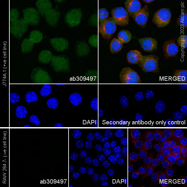 Immunocytochemistry/ Immunofluorescence - Anti-TMS1/ASC antibody [RM1049] - BSA and Azide free (AB309498)