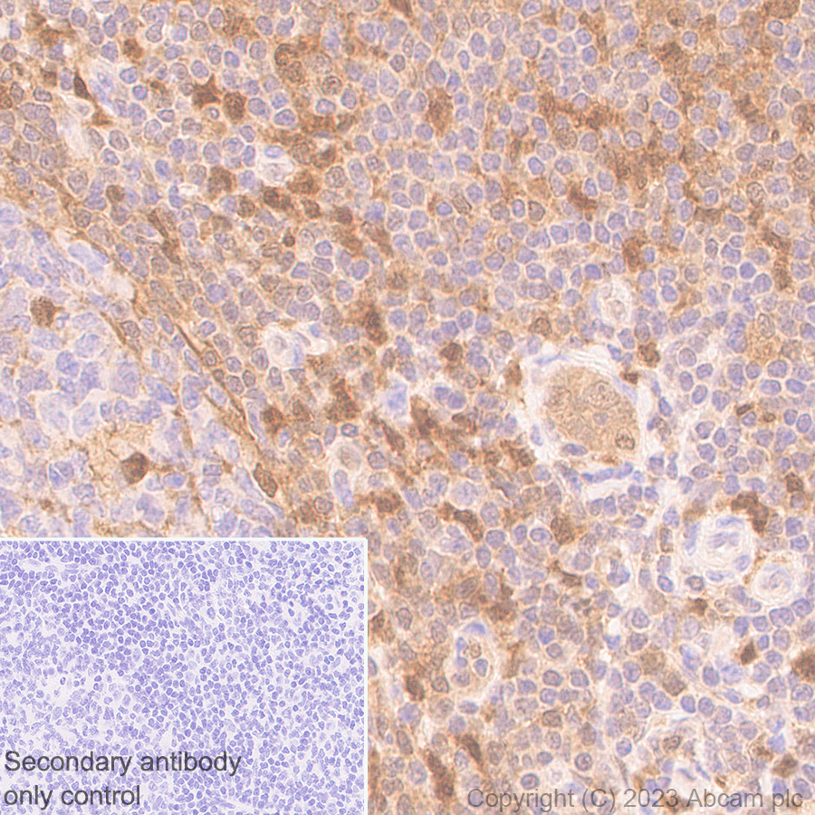 Immunohistochemistry (Formalin/PFA-fixed paraffin-embedded sections) - Anti-TMS1/ASC antibody [RM1049] - BSA and Azide free (ab309498), expandable thumbnail