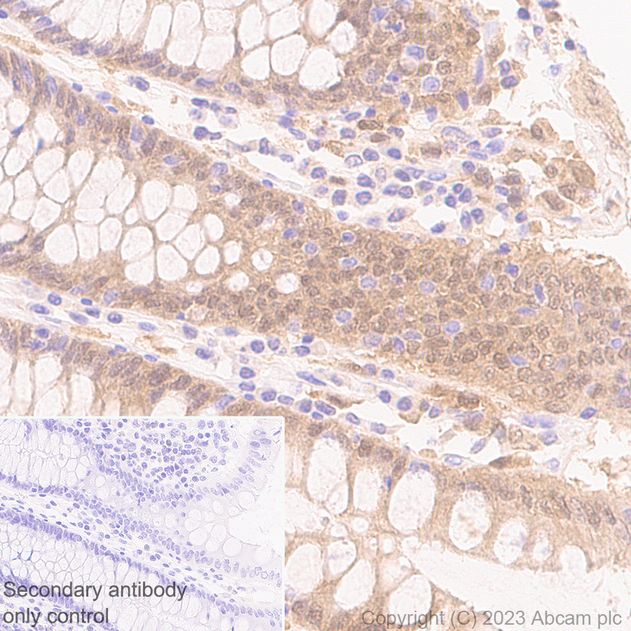 Immunohistochemistry (Formalin/PFA-fixed paraffin-embedded sections) - Anti-TMS1/ASC antibody [RM1049] - BSA and Azide free (ab309498), expandable thumbnail