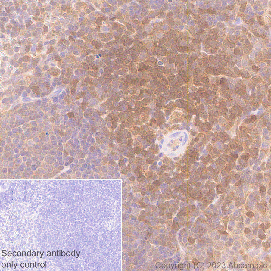 Immunohistochemistry (Formalin/PFA-fixed paraffin-embedded sections) - Anti-TMS1/ASC antibody [RM1049] - BSA and Azide free (ab309498), expandable thumbnail