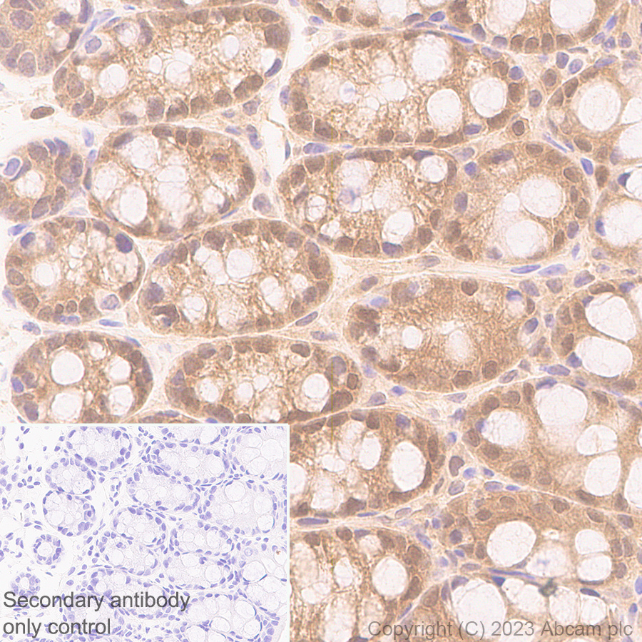 Immunohistochemistry (Formalin/PFA-fixed paraffin-embedded sections) - Anti-TMS1/ASC antibody [RM1049] - BSA and Azide free (ab309498), expandable thumbnail