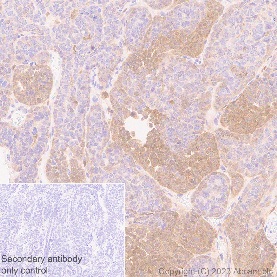 Immunohistochemistry (Formalin/PFA-fixed paraffin-embedded sections) - Anti-TMS1/ASC antibody [RM1049] - BSA and Azide free (ab309498), expandable thumbnail
