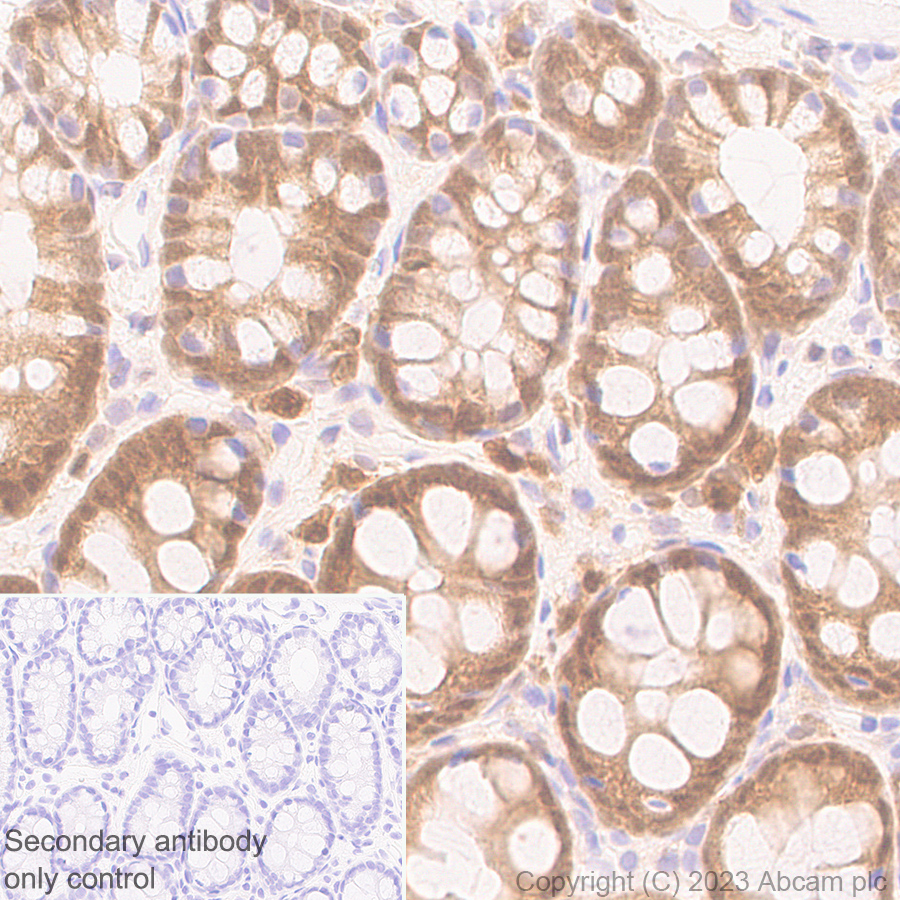 Immunohistochemistry (Formalin/PFA-fixed paraffin-embedded sections) - Anti-TMS1/ASC antibody [RM1049] - BSA and Azide free (ab309498), expandable thumbnail
