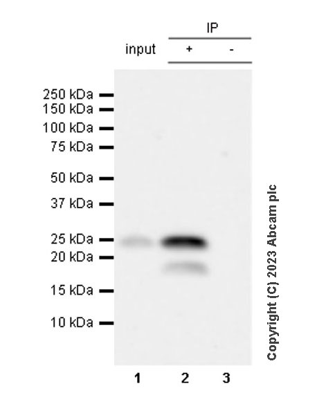 Immunoprecipitation - Anti-TMS1/ASC antibody [RM1049] - BSA and Azide free (AB309498), expandable thumbnail