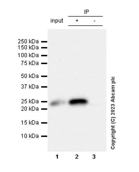 Immunoprecipitation - Anti-TMS1/ASC antibody [RM1049] - BSA and Azide free (AB309498), expandable thumbnail