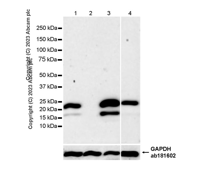 Western blot - Anti-TMS1/ASC antibody [RM1049] - BSA and Azide free (AB309498), expandable thumbnail
