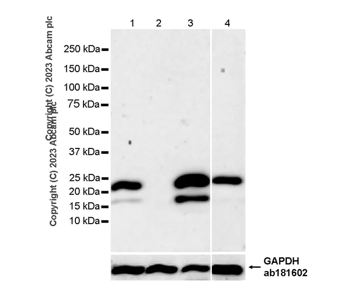 Western blot - Anti-TMS1/ASC antibody [RM1049] - BSA and Azide free (AB309498)