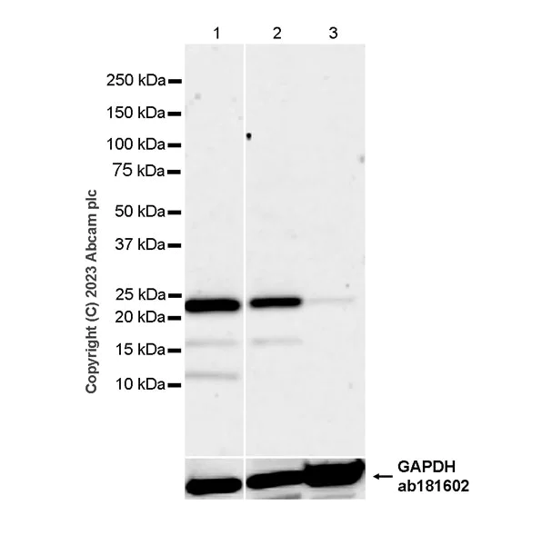 Western blot - Anti-TMS1/ASC antibody [RM1049] - BSA and Azide free (AB309498)
