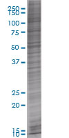 TMS1/ASC overexpression 293T lysate (whole cell)