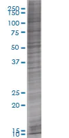 SDS-PAGE - TMS1/ASC overexpression 293T lysate (whole cell) (AB94128)