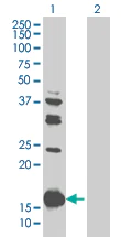 Western blot - TMS1/ASC overexpression 293T lysate (whole cell) (AB94128)
