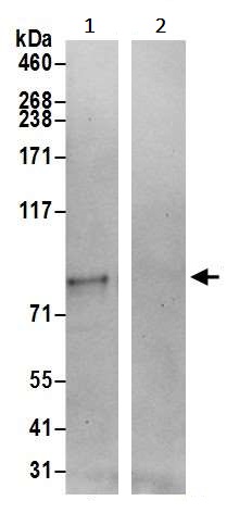 Immunoprecipitation - Anti-TMTC3 antibody (AB242097)