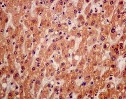 Immunohistochemistry (Formalin/PFA-fixed paraffin-embedded sections) - Anti-TMUB1 antibody [EPR14066] - BSA and Azide free (AB250234)