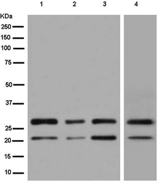 Western blot - Anti-TMUB1 antibody [EPR14066] - BSA and Azide free (AB250234)