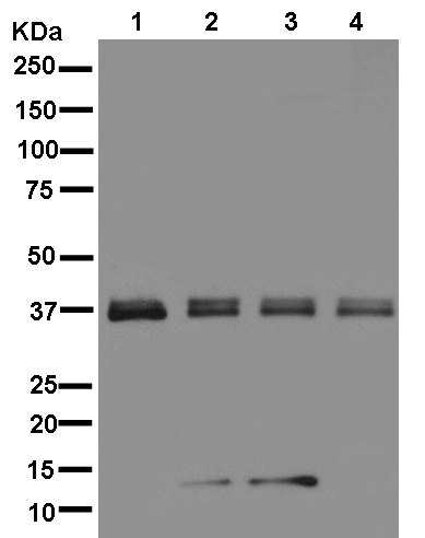Western blot - Anti-TMUB2 antibody [EPR13741] - BSA and Azide free (AB250408)