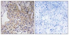 Immunohistochemistry (Formalin/PFA-fixed paraffin-embedded sections) - Anti-TN-X antibody (AB111270)