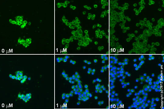 Immunocytochemistry/ Immunofluorescence - Anti-TNF alpha antibody [52B83] (AB1793)