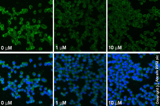 Immunocytochemistry/ Immunofluorescence - Anti-TNF alpha antibody [52B83] (AB1793)