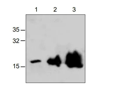 Western blot - Anti-TNF alpha antibody (AB286149)