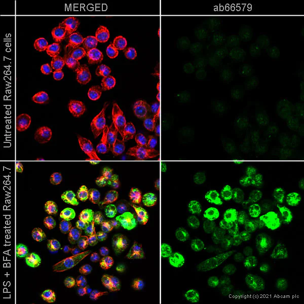 Immunocytochemistry/ Immunofluorescence - Anti-TNF alpha antibody (AB66579)