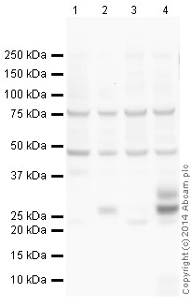 Western blot - Anti-TNF alpha antibody (AB66579)