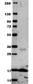 Western blot - Anti-TNF alpha antibody (AB6671)