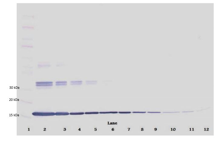 Western blot - Anti-TNF alpha antibody (AB9739), expandable thumbnail