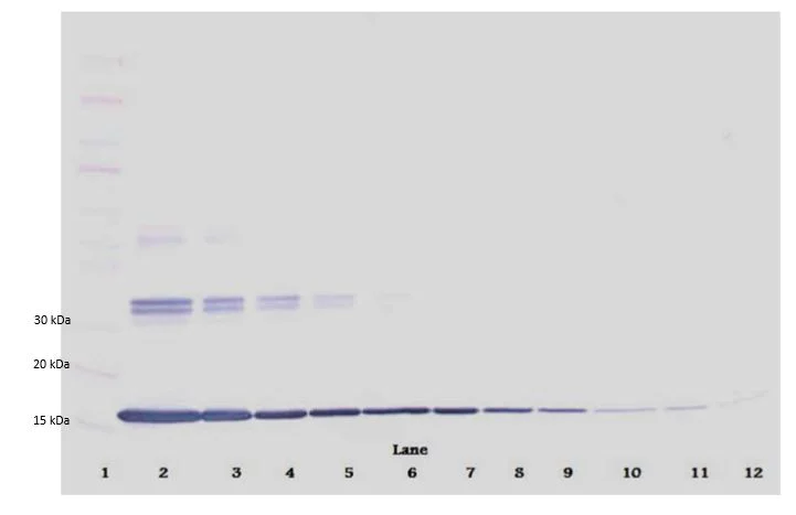 Western blot - Anti-TNF alpha antibody (AB9739)