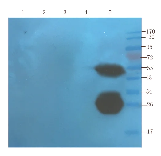 Western blot - Anti-TNF alpha antibody [cA2 (Infliximab)] - Human IgG1 (Chimeric) (AB275974)