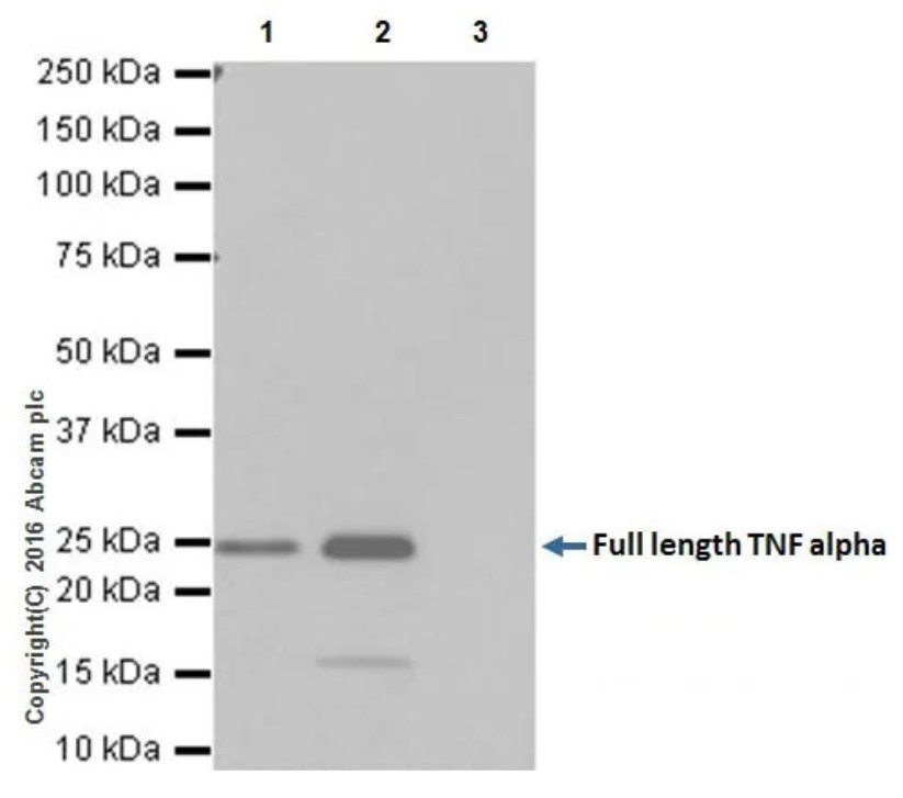 Immunoprecipitation - Anti-TNF alpha antibody [EPR19147] - BSA and Azide free (AB271939)