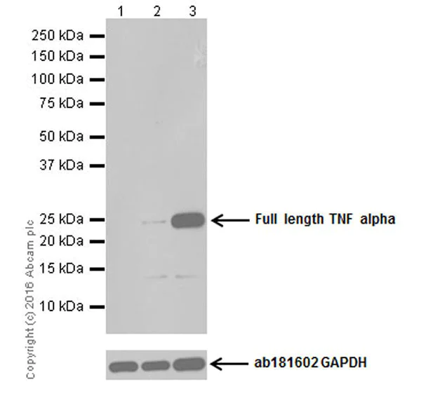 Western blot - Anti-TNF alpha antibody [EPR19147] - BSA and Azide free (AB271939)