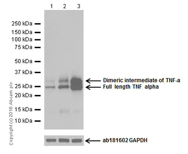 Western blot - Anti-TNF alpha antibody [EPR19147] - BSA and Azide free (AB271939)