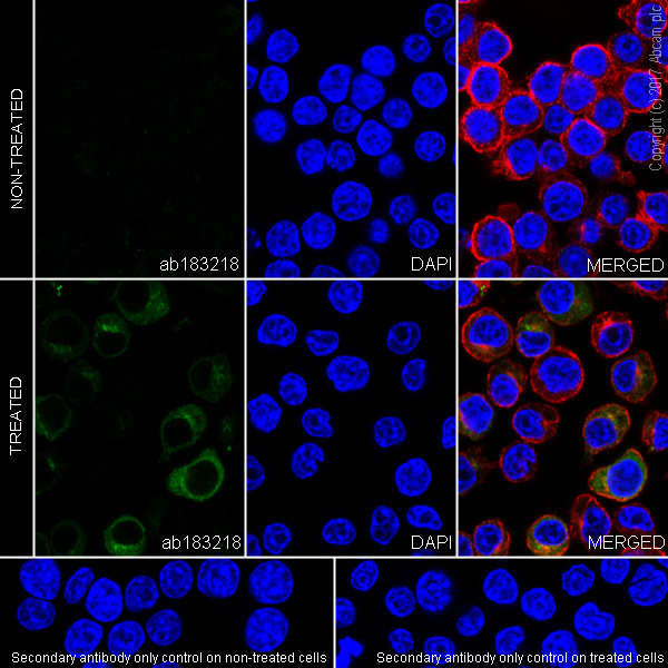 Immunocytochemistry/ Immunofluorescence - Anti-TNF alpha antibody [EPR19147] - Low endotoxin, Azide free (AB222500)