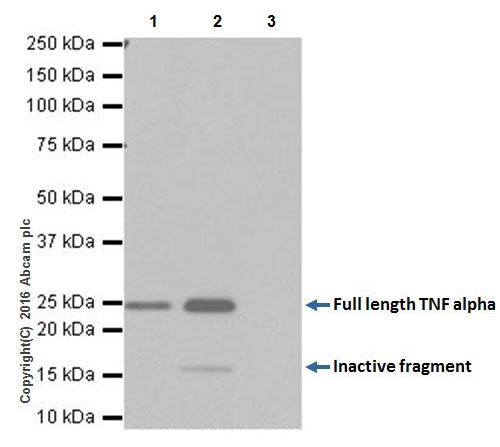 Immunoprecipitation - Anti-TNF alpha antibody [EPR19147] - Low endotoxin, Azide free (AB222500)