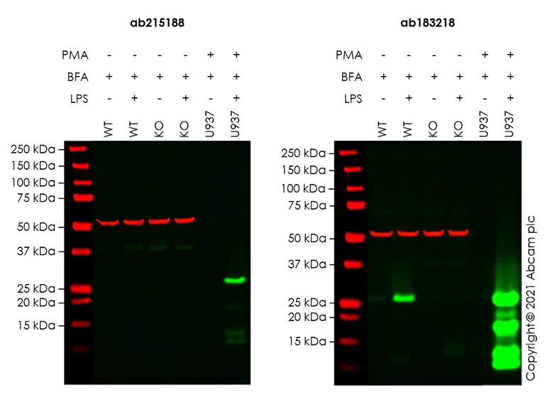 Western blot - Anti-TNF alpha antibody [EPR20972] (AB215188)