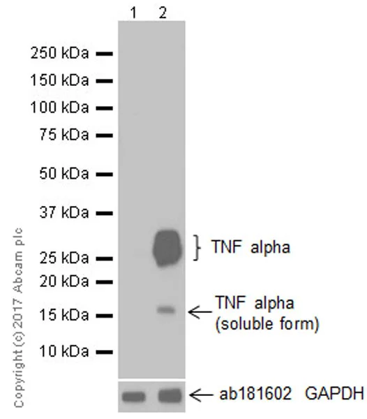 Western blot - Anti-TNF alpha antibody [EPR20972] (AB215188)