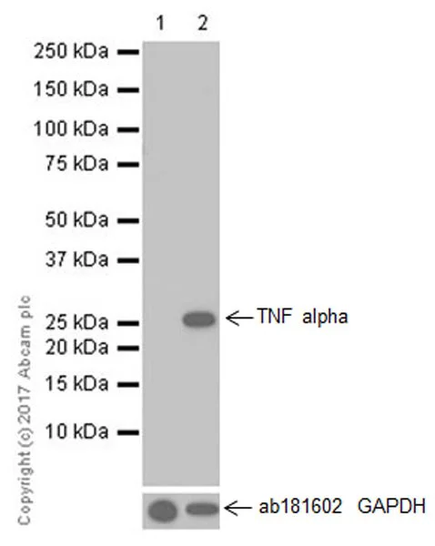 Western blot - Anti-TNF alpha antibody [EPR20972] (AB215188)