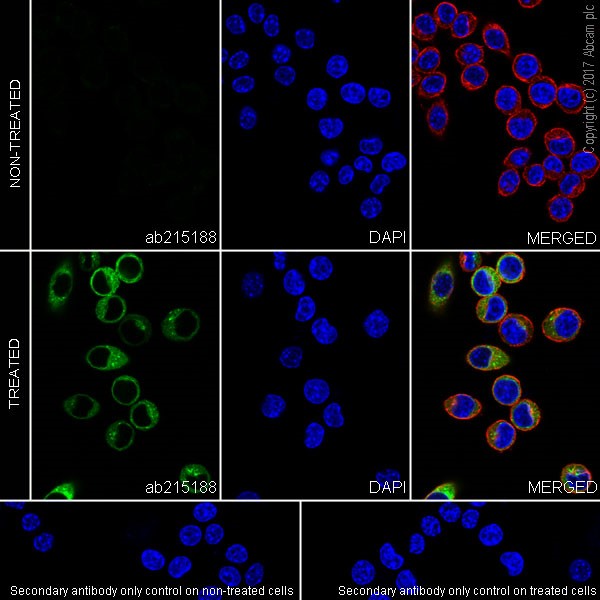 Immunocytochemistry/ Immunofluorescence - Anti-TNF alpha antibody [EPR20972] - BSA and Azide free (AB225576)