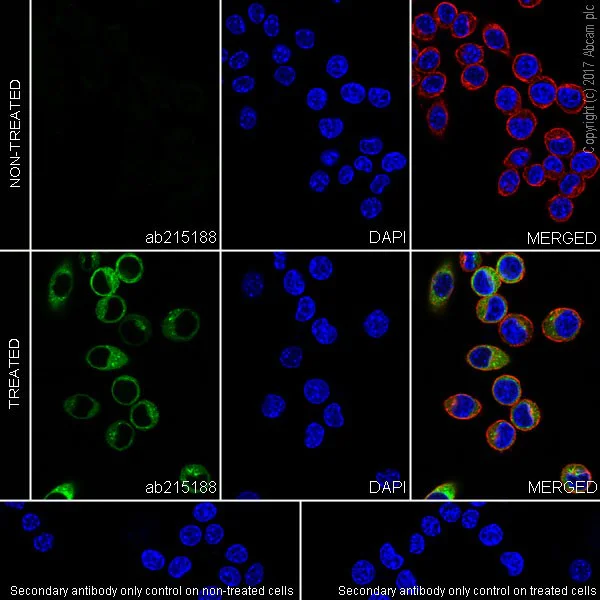 Immunocytochemistry/ Immunofluorescence - Anti-TNF alpha antibody [EPR20972] - BSA and Azide free (AB225576)