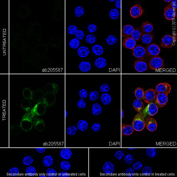 Immunocytochemistry/ Immunofluorescence - Anti-TNF alpha antibody [EPR21753-109] - BSA and Azide free (AB252382)