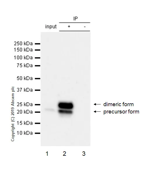 Immunoprecipitation - Anti-TNF alpha antibody [EPR21753-109] - BSA and Azide free (AB252382)