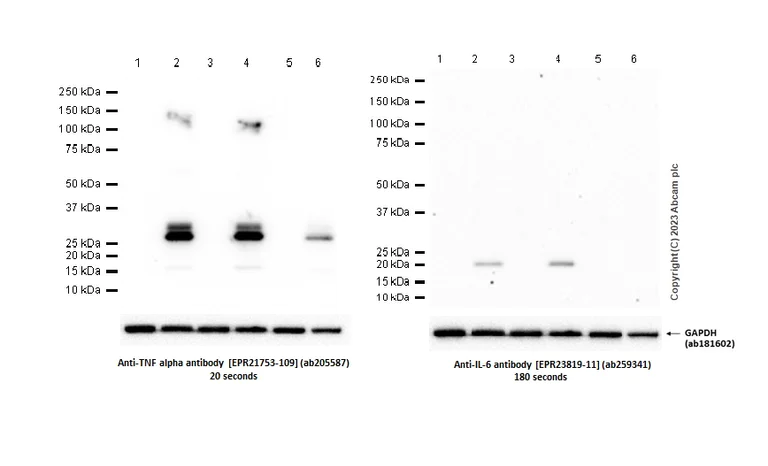 Western blot - Anti-TNF alpha antibody [EPR21753-109] - BSA and Azide free (AB252382)