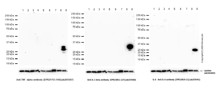 Western blot - Anti-TNF alpha antibody [EPR21753-109] - BSA and Azide free (AB252382)
