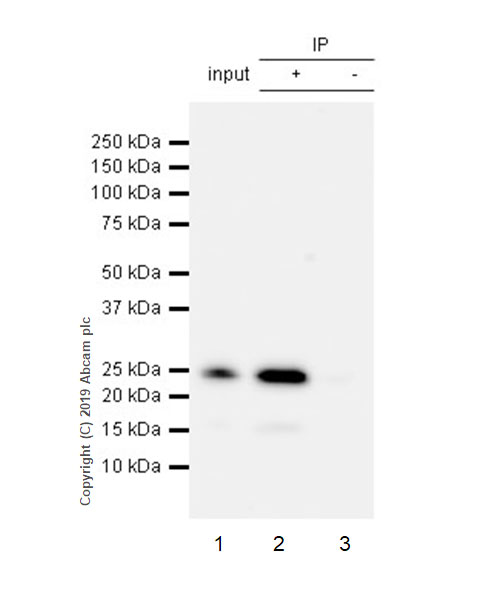 Immunoprecipitation - Anti-TNF alpha antibody [EPR22598-212] (AB255275), expandable thumbnail